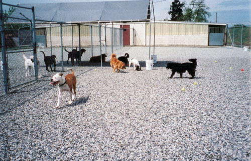 Dogs at play in supervised exercise area. Dogs at play in supervised exercise area.