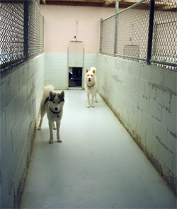 5 x 20 foot covered outdoor run.